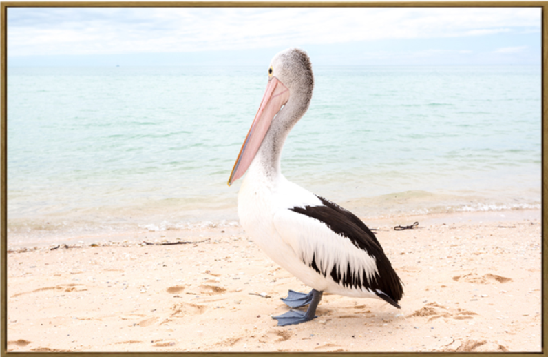 Pelican canvas